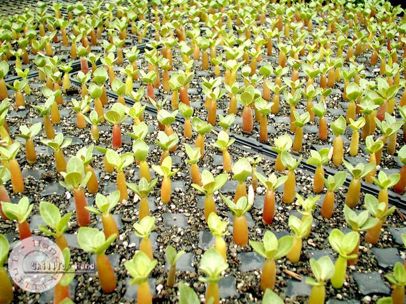 Bundle of 5 Adenium Obesum/Desert Rose Plants.2-4 inch Height. . Fast Shipping Time. Grown in The USA