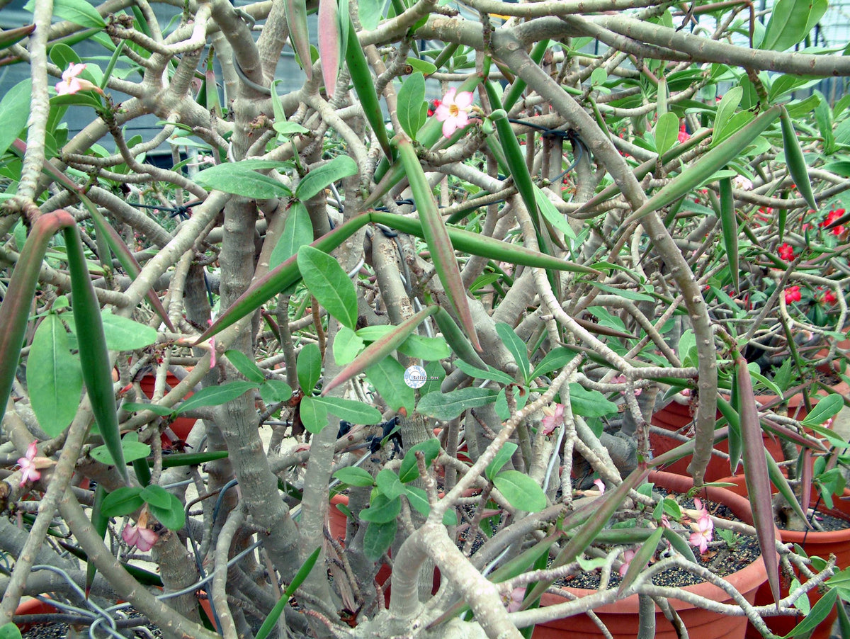 adenium flower seeds Arabicum Seeds – adenium.com.tw online store