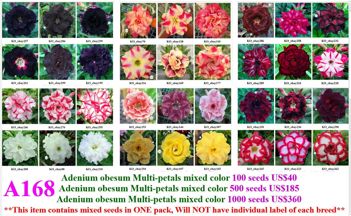 PEACH DESERT ROSE MIX Adenium obesum – Ferri Seeds