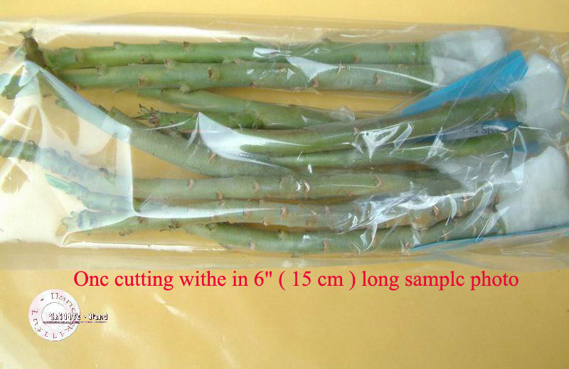 Pricelist for one 15 cm long cutting of Adenium cultivars