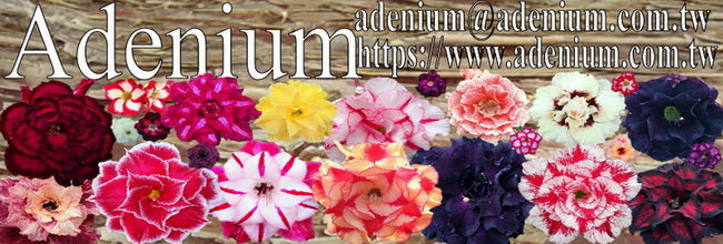 adenium.com.tw online store