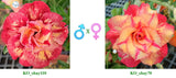 Adenium obesum KO_ebay110 x 70 ( ♂x♀ Pollination seeds)