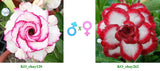 Adenium obesum KO_ebay120 x 262 ( ♂x♀ Pollination seeds)
