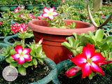 Adenium Obesum Mini Size Mixed seeds