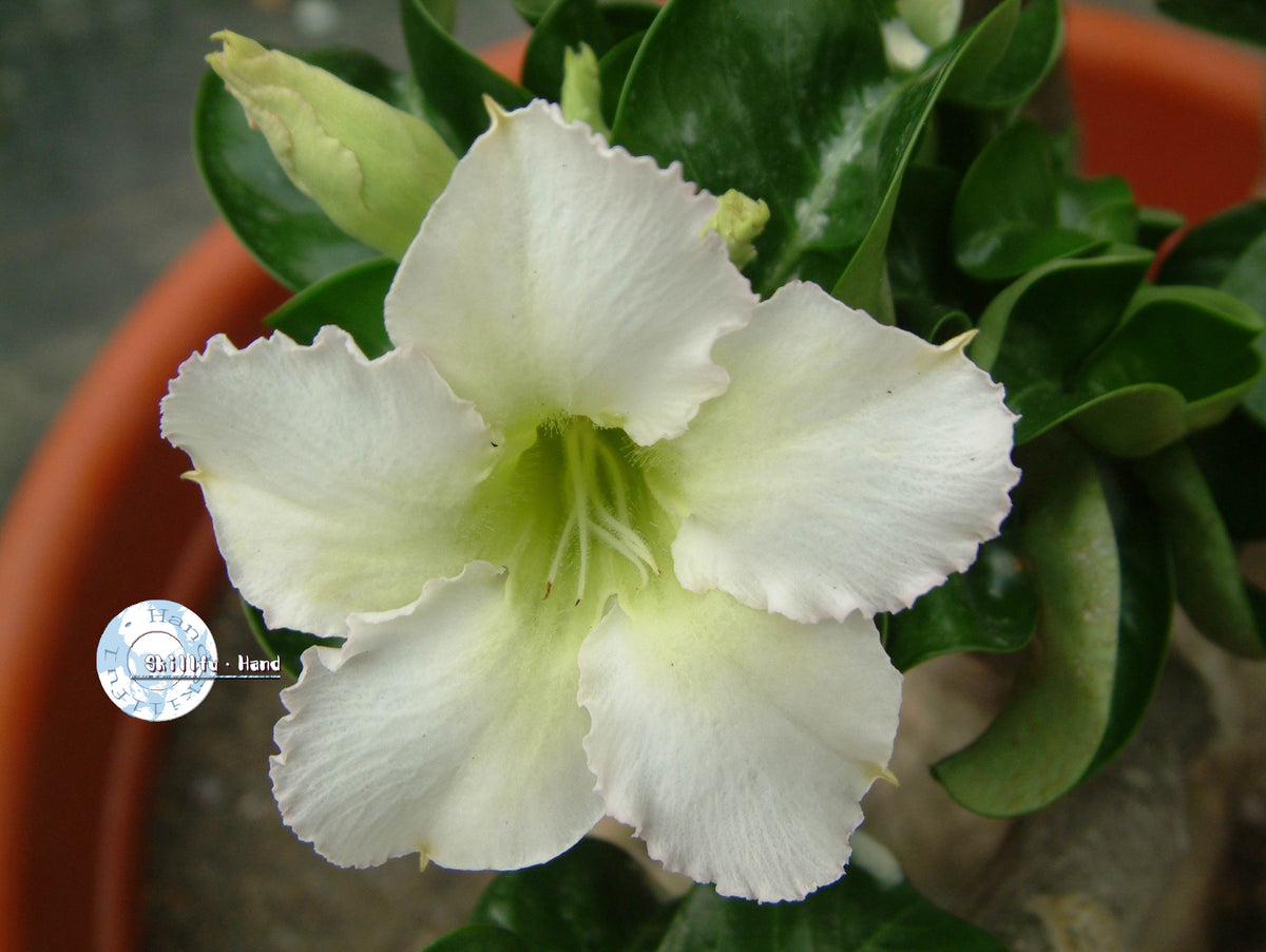 white desert rose seeds Adenium Obesum White Mini seeds – adenium.com.tw online store