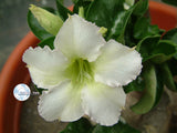 Adenium Obesum White Mini seeds