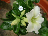 Adenium Obesum White Mini seeds