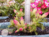 Adenium Obesum Mini Size (PINK) seeds