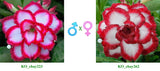 Adenium obesum KO_ebay223 x 262 ( ♂x♀ Pollination seeds)
