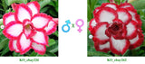 Adenium obesum KO_ebay226 x 262 ( ♂x♀ Pollination seeds)