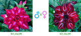 Adenium obesum KO_ebay258 x 285 ( ♂x♀ Pollination seeds)