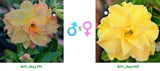 Adenium obesum KO_ebay291 x KO_ebay165 ( ♂x♀ Pollination seeds)