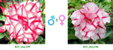 Adenium obesum KO_ebay295 x 246 ( ♂x♀ Pollination seeds)