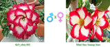 Mini Size KO_ebay302 x Mini Size Sunup Star ( ♂x♀ Pollination seeds)