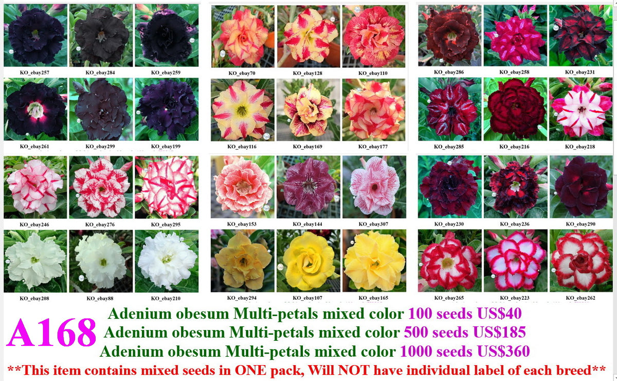 ebay flower seeds for sale A168. Adenium Multi-petals mixed color Seeds – adenium.com.tw online store
