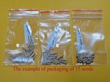 You are purchasing fresh seeds of Adenium KO_ebay304