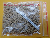 You are purchasing fresh seeds of Adenium KO_ebay288
