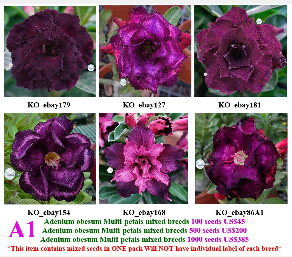 A1. Adenium obesum Multi-petals mixed breeds – adenium.com.tw