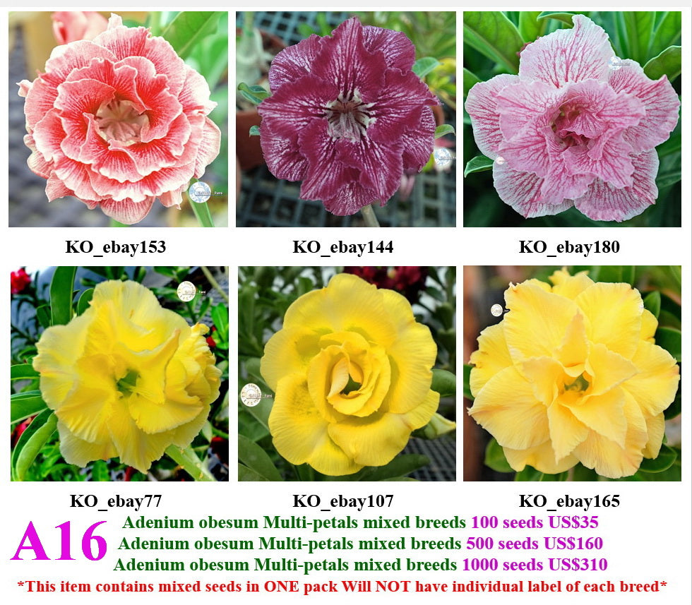 adenium seed to flower A16. Adenium obesum Multi-petals mixed breeds – adenium.com.tw online store