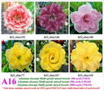 A16. Adenium obesum Multi-petals mixed breeds