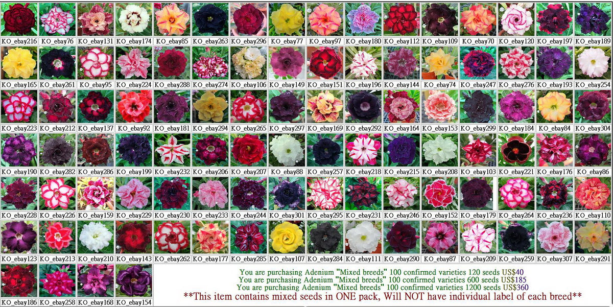adenium rose seeds Adenium "Mixed breeds" 100 confirmed varieties seeds – adenium.com.tw  online store