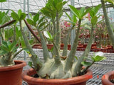 You are purchasing fresh seeds of Adenium Arabicum Arabicum
