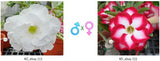 Adenium obesum KO_ebay111 x 122 ( ♂x♀ Pollination seeds)