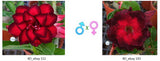Adenium obesum KO_ebay112 x 143 ( ♂x♀ Pollination seeds)