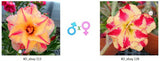 Adenium obesum KO_ebay113 x 128 ( ♂x♀ Pollination seeds)