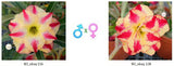 Adenium obesum KO_ebay116 x 128 ( ♂x♀ Pollination seeds)