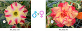 Adenium obesum KO_ebay116 x 70 ( ♂x♀ Pollination seeds)
