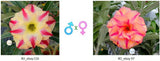 Adenium obesum KO_ebay116 x 97 ( ♂x♀ Pollination seeds)