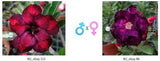 Adenium obesum KO_ebay121 x 86 ( ♂x♀ Pollination seeds)