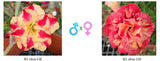 Adenium obesum KO_ebay128 x 110 ( ♂x♀ Pollination seeds)