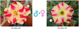 Adenium obesum KO_ebay128 x 116 ( ♂x♀ Pollination seeds)