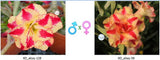 Adenium obesum KO_ebay128 x 56 ( ♂x♀ Pollination seeds)