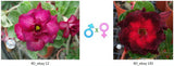 Adenium obesum KO_ebay12 x 143 ( ♂x♀ Pollination seeds)