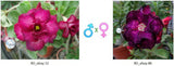 Adenium obesum KO_ebay12 x 86 ( ♂x♀ Pollination seeds)