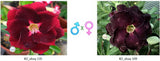 Adenium obesum KO_ebay135 x 109 ( ♂x♀ Pollination seeds)