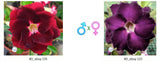 Adenium obesum KO_ebay135 x 123 ( ♂x♀ Pollination seeds)