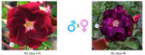 Adenium obesum KO_ebay135 x 86 ( ♂x♀ Pollination seeds)