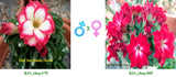 Mini Size KO_ebay175 x Mini Size KO_ebay305 ( ♂x♀ Pollination seeds)