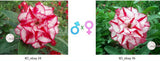Adenium obesum KO_ebay24 x 36 ( ♂x♀ Pollination seeds)