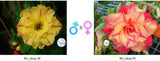 Adenium obesum KO_ebay26 x 70 ( ♂x♀ Pollination seeds)