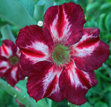 You are purchasing fresh seeds of Adenium KO_ebay289