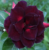 You are purchasing fresh seeds of Adenium KO_ebay290