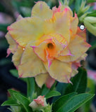 You are purchasing fresh seeds of Adenium KO_ebay291