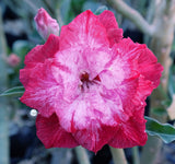 You are purchasing fresh seeds of Adenium KO_ebay293