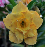 You are purchasing fresh seeds of Adenium KO_ebay294