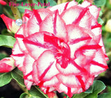 You are purchasing fresh seeds of Adenium KO_ebay295